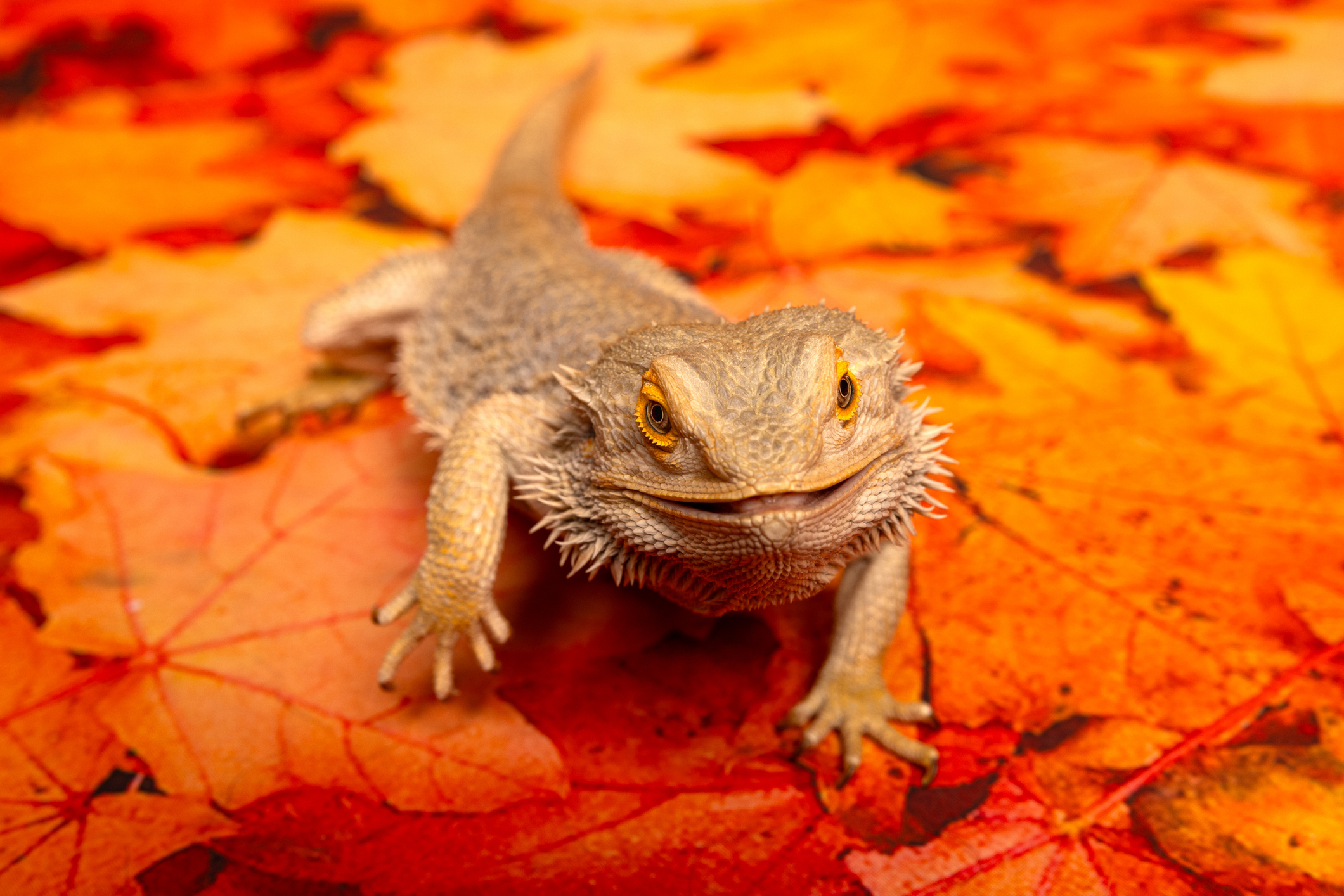 Virtually Wild! Texas Program