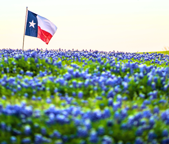 Bluebonnet Learning