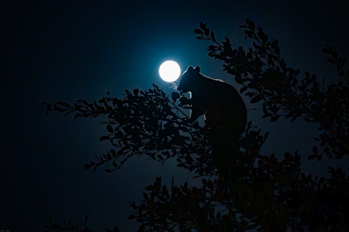 Nocturnal Nature — The Science of Adapting to the Dark