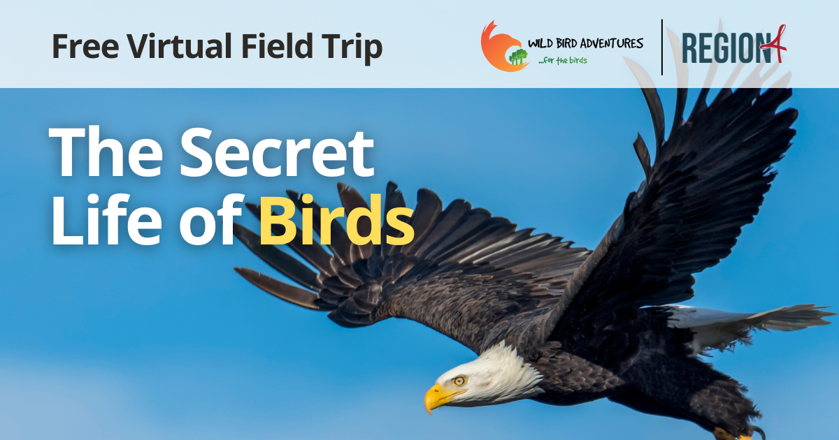 Saving a Rare Texas Woodpecker from Extinction