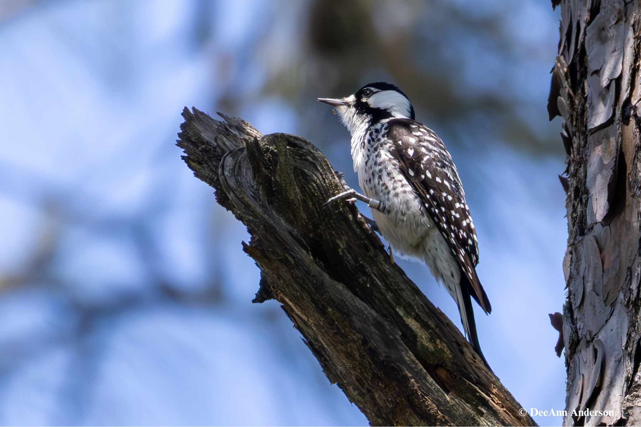 Saving a Rare Texas Woodpecker from Extinction